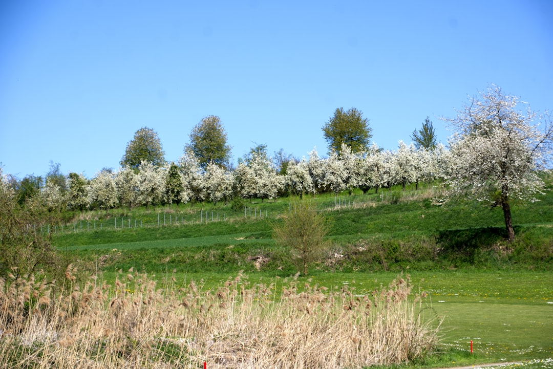 Stone fruit orchard in bloom