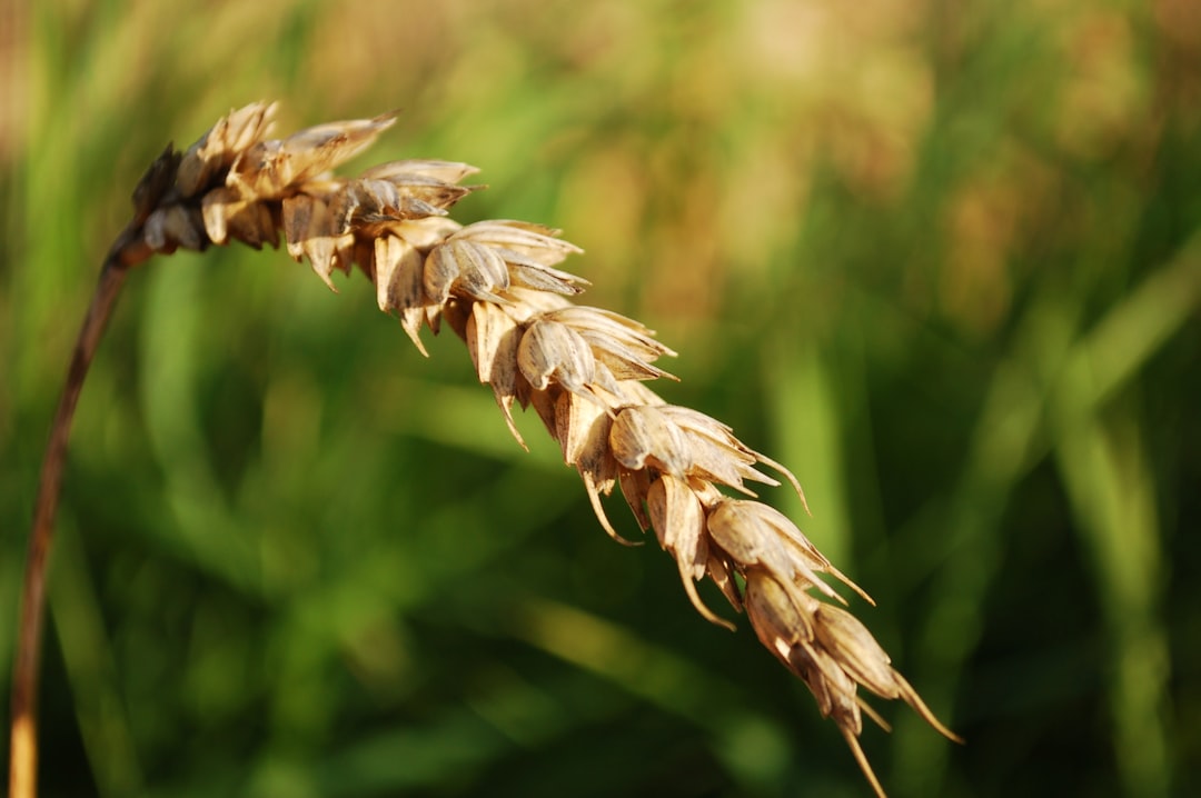 Open wheat country in the Yakima Valley